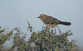 Patagonian Mockingbird