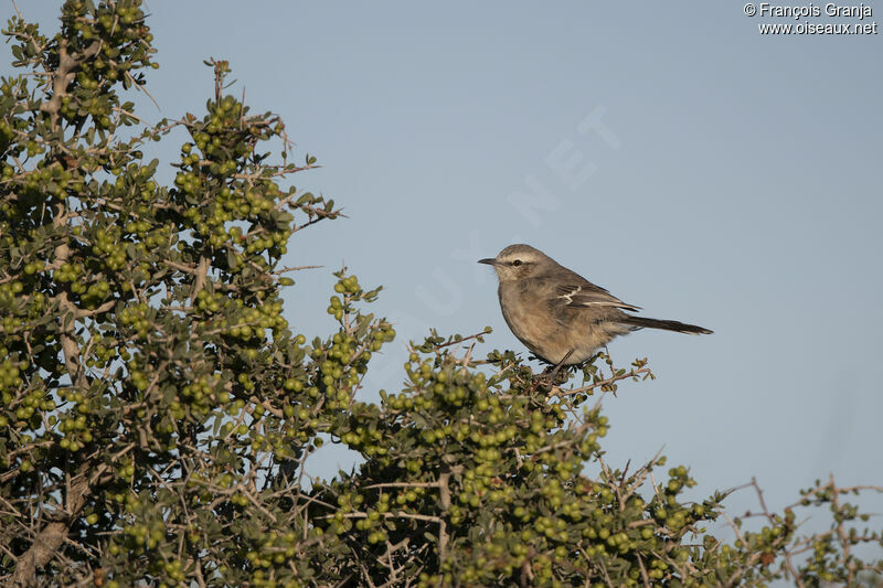 Patagonian Mockingbird