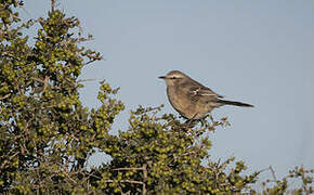 Patagonian Mockingbird