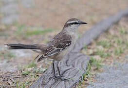 Chalk-browed Mockingbird