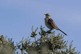 Chalk-browed Mockingbird