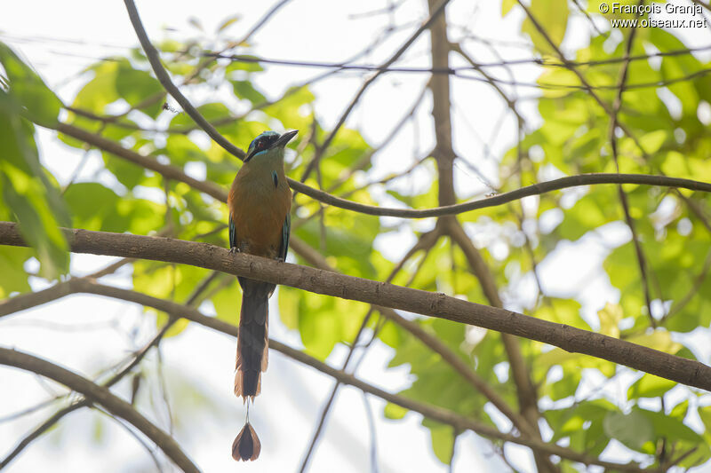 Motmot houtouc