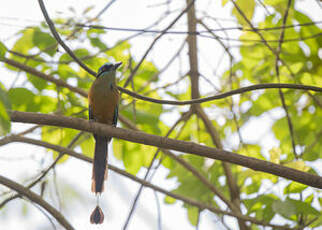 Motmot houtouc