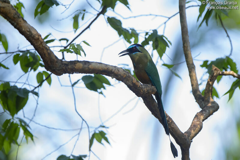 Motmot houtouc