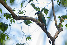 Motmot houtouc