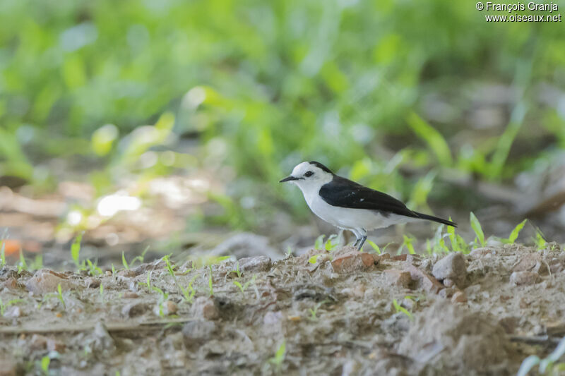 Black-backed Water Tyrant