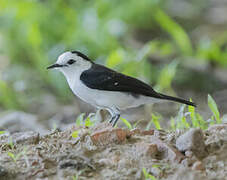 Black-backed Water Tyrant