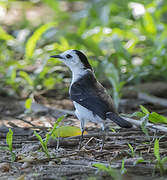 Black-backed Water Tyrant