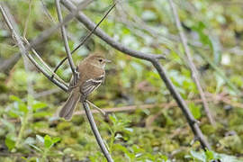 Bran-colored Flycatcher