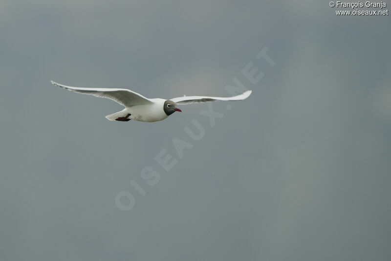 Mouette de Patagonie