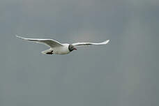 Mouette de Patagonie