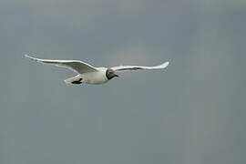 Brown-hooded Gull