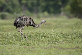 Greater Rhea