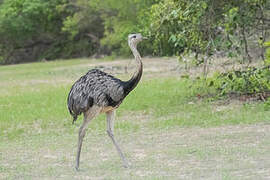 Greater Rhea