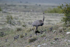 Lesser Rhea