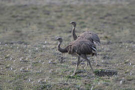 Lesser Rhea