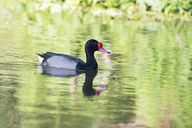 Rosy-billed Pochard