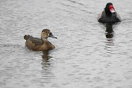 Rosy-billed Pochard