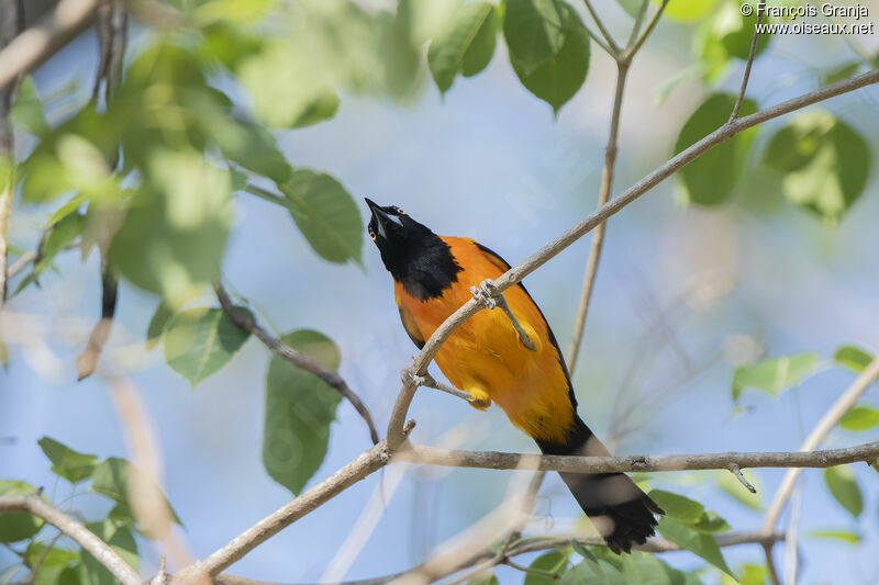 Orange-backed Troupial