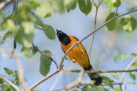 Orange-backed Troupial