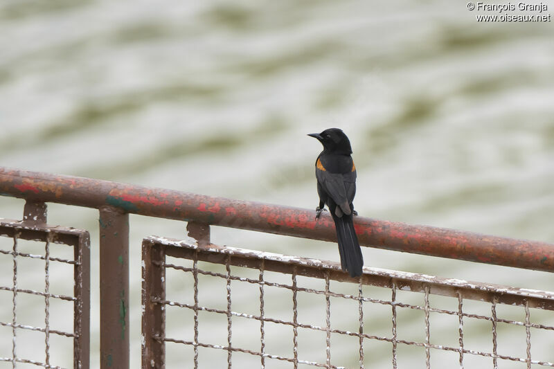 Variable Oriole