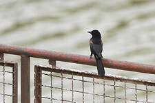 Oriole à galons