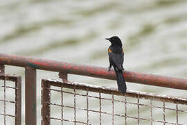 Variable Oriole