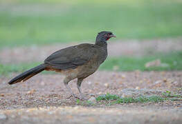 Chaco Chachalaca