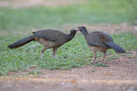 Chaco Chachalaca