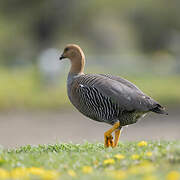 Upland Goose