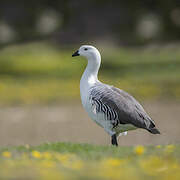 Upland Goose