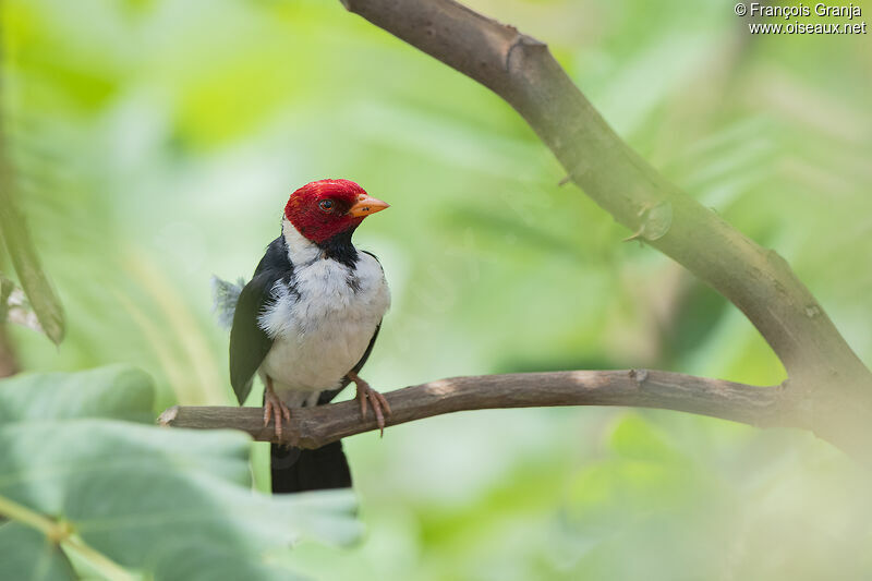 Yellow-billed Cardinal