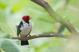 Yellow-billed Cardinal