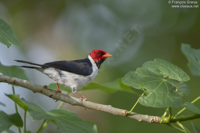 Yellow-billed Cardinal