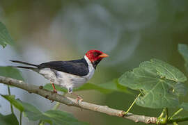 Yellow-billed Cardinal