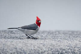 Red-crested Cardinal