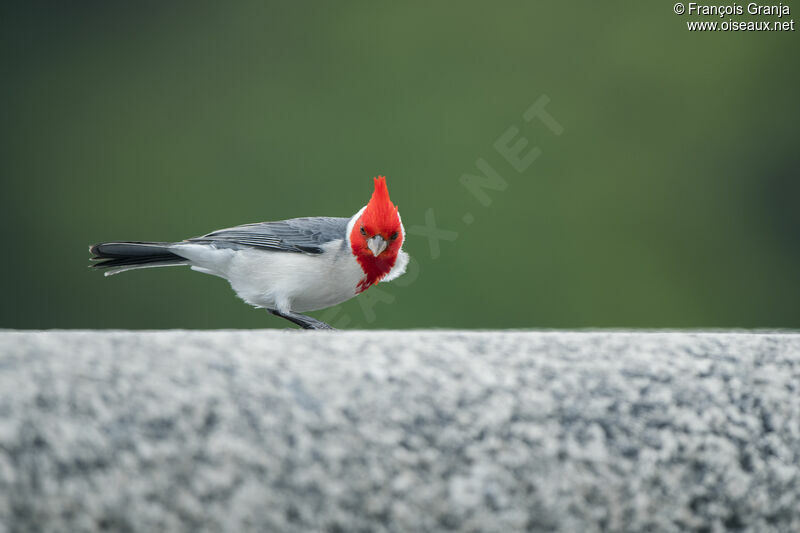 Red-crested Cardinal