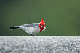 Red-crested Cardinal