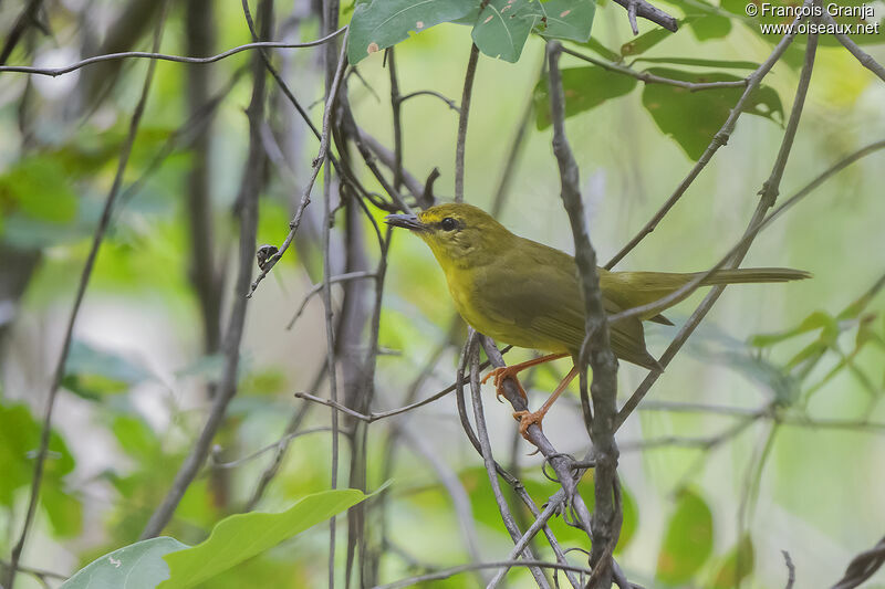 Paruline flavescente