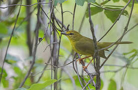 Flavescent Warbler