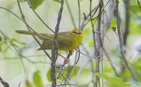 Paruline flavescente