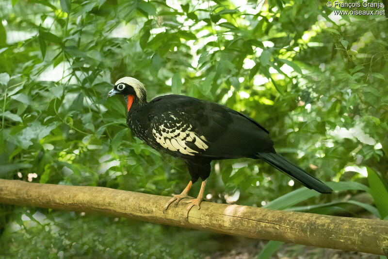 Black-fronted Piping Guan