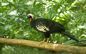 Black-fronted Piping Guan