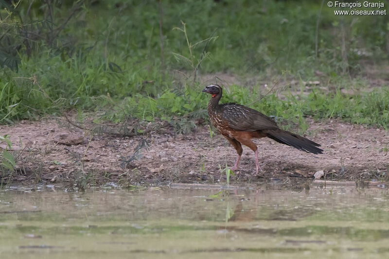 Chestnut-bellied Guan