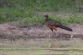 Chestnut-bellied Guan