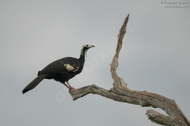 Red-throated Piping Guan