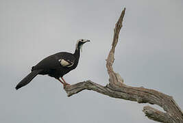 Red-throated Piping Guan