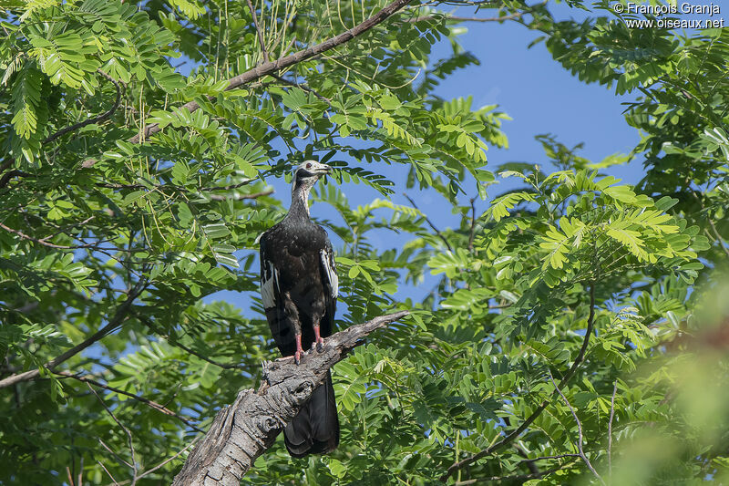 Red-throated Piping Guan