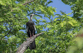 Red-throated Piping Guan