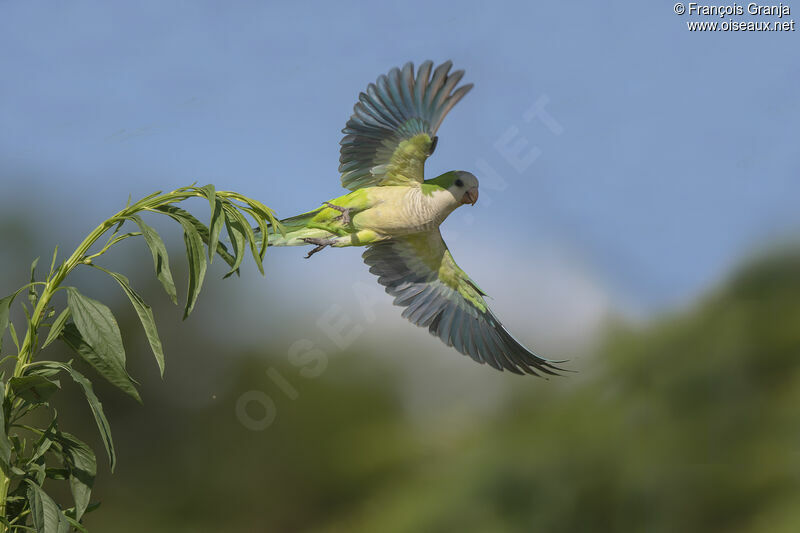 Monk Parakeet